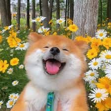 Narji Mansur avatar
